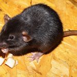 Dératisation : à quel moment appeler un dératiseur ?