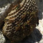 Comment réagir face à un nid de guêpes ou de frelons dans son jardin ?